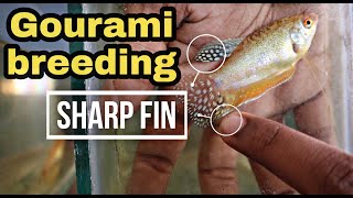 Gourami breeding and gourami fry feeding in tamil  தமிழ்  Abi Fish Room [upl. by Roydd935]