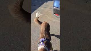 Some reactive dog success content dog dogtraining dogs dogtrainer [upl. by Karlow]