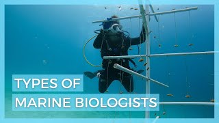 5 Types of Marine Biologists  Careers in Marine Biology [upl. by Eyram259]