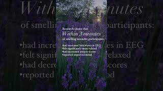 How to harness the power of essential oils  Using Lavender Essential Oil for Anxiety and Stress [upl. by Olaznog]