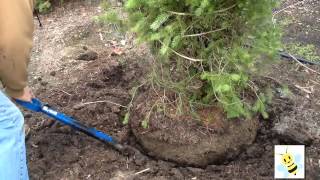 Can You Dig It  Learn how to dig a tree or shrub to transplant [upl. by Aryk]