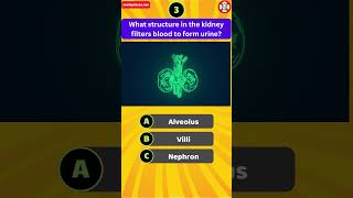 What structure in the kidney filters blood to form urine [upl. by Inilahs]