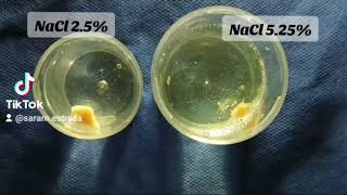 Experimento con hipoclorito de sodio a diferentes concentraciones [upl. by Sivat415]