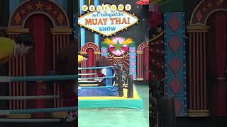 Training Orangutans to Kickbox Muay Thai Please Read Description [upl. by Bostow]