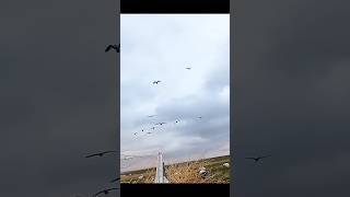 This was smooth snow geese 🦆 hunting everduckhunting youtubeshorts birdhunting [upl. by Taryne]