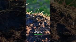 Compost or Manure Which is Better for Mulching [upl. by Aenel]