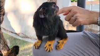 So adorable Tamarin Monkey  Beautiful Black Tamarin [upl. by Yared]