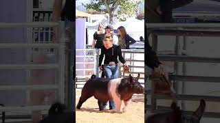 The moment amp the picture Karis showing at The Final Drive livestock show livestockshow showpigs [upl. by Keating551]