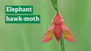 Elephant hawk moths [upl. by Dyl]