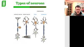 Neural communications and Immunogenetics [upl. by Eirak]