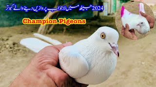 Jeth 2024 K champion Pigeons [upl. by Einegue812]