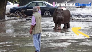 Hippo Escapes From Zoo And Goes On Rampage Until This Man Finds Out Why [upl. by Emmalynn]