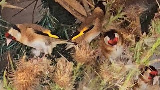 Goldfinches [upl. by Anitsirhc650]