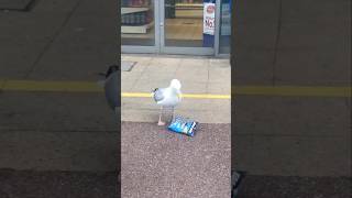 Most Dangerous amp Intelligent Bird Seagull 🧠 By Wild Adventures [upl. by Ahsie]