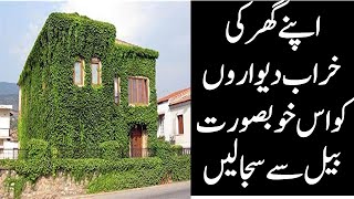 Types of Green ivy plants in Pakistan  How to protect it in extreme weather conditions [upl. by Calysta]