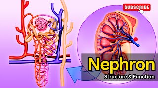 Nephron Structure amp Function EXPLAINED  Nephron structure  Nephron function Nephron class 12 [upl. by Ellswerth]