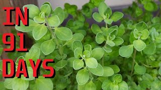 How to grow Sweet Marjoram Origanum majorana from seeds [upl. by Femi229]