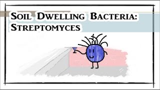 Soil Dwelling Bacteria Streptomyces [upl. by Lunn]