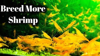 MAXIMUM Shrimp Breeding  Feed Like This [upl. by Meir]