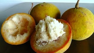 How to open and eat Santol [upl. by Eustazio893]