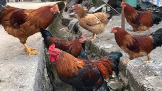 free range chicken farming [upl. by Abijah]