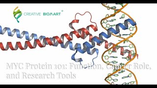 MYC Protein 101 Function Cancer Role and Research Tools [upl. by Ramad977]