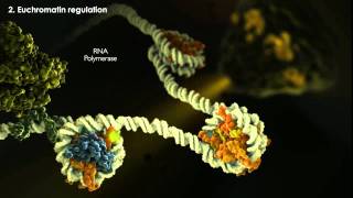 Epigenetics Tutorial [upl. by Ellenid679]