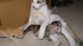 Cute cats family 🥰 😍 Da pi amp Da phin cute kittens with mother [upl. by Merat592]