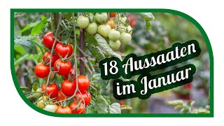 Aussaat im Januar  Februar  18 Gemüse die du im Januar  Februar säen amp vorziehen kannst [upl. by Acirtal]