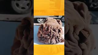 Shar Pei The Most Wrinkled Dog Breed shorts [upl. by Nodlehs843]