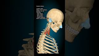 Scalenus Medius Muscle science humanbody humananatomy humananatomyandphysiology [upl. by Htur84]