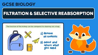 Filtration amp Selective Reabsorption  GCSE Biology [upl. by Nyladnor]