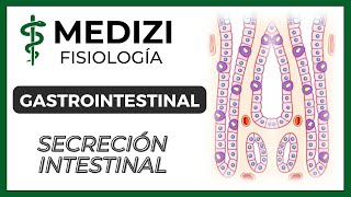 Clase 52 Fisiología Gastrointestinal  Secreción Intestinal IGdoctorpaiva [upl. by Esyle]