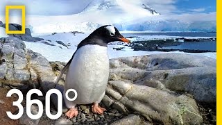 360° Antarctica  Journey Through The Ice  National Geographic [upl. by Rehpotsirahc]