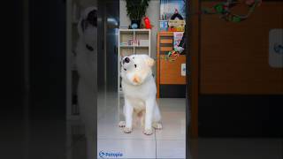 Kuaförden çıkan akita 🐶 akitainu köpekler hachiko hachiチャンネル [upl. by Thgiled720]