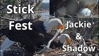 Stick Fest🥢 Wingslaps Snite Zooms on Eggs 🥚👀 Jackie amp Shadow 🦅🦅 Bald Eagles Big Bear Valley [upl. by Bonar503]