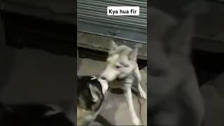 Love at first sight dog shortvideos love cute viralvideos youtube shorts [upl. by Martina]