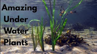 AQUATIC ECOSYSTEMS 🏝️🐠 Characteristics TYPES and Examples [upl. by Attiuqihc]