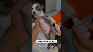 Pitbulldog puppy injured 😢 dog shortsfeed [upl. by Millhon]