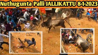 Jallikattu 2023  Nuthugunta Palli  812023 Famous Jallikattu  Chittoorjallikattujallikattu2023 [upl. by Rozek]