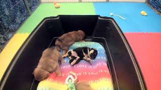 Shiba Inu Puppy Cam  KTeam  Day 27  PM [upl. by Einnus]