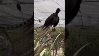 Lyrebird sounds 🤨 [upl. by Donnenfeld321]