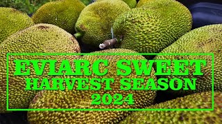 Eviarc Sweet Jackfruit Harvest Season 2024 [upl. by Rudyard669]