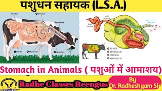 Stomach in animals पशुओं में आमाशय Animal Husbandry Ruminant stomach  Radhe Classes Reengus [upl. by Lexi]