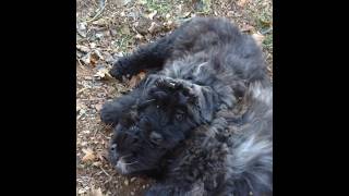 puppies brotherly love ❤️ bouvierdesflandres shorts puppy doglover littermates doglover cute [upl. by Zeke]