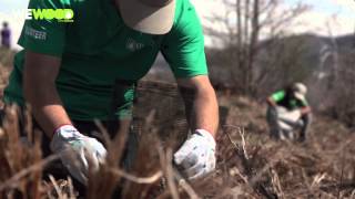 WeWOOD  Mountain Communities Wildfire ReLeaf Project Short Video [upl. by Sackey]