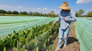 FERTILIZANTES PARA PRODUCIR MUCHOS NOPALES [upl. by Thisbee345]