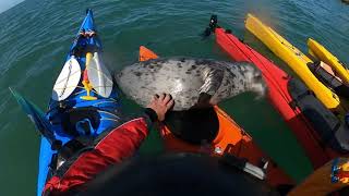 PHCC Anglesea 24 SOUTH AND NORTH STACKSEAL [upl. by Konstantin]