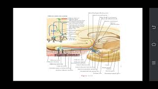 Olfactory Nerve PPT [upl. by Ahc]