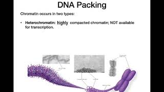 From DNA to Chromosomes [upl. by Munniks553]